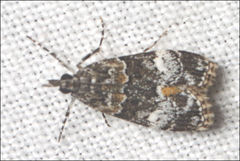 Eudonia protorthra