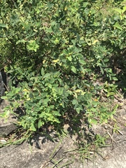 Wikstroemia indica