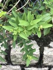 Wikstroemia indica