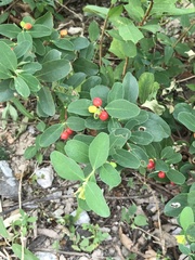Wikstroemia indica
