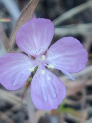 Clarkia lewisii