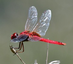 Urothemis signata insignata