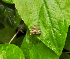 Choreutis periploca