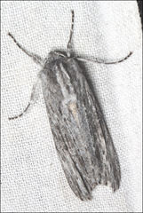 Capusa senilis
