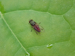 Agathomyia vernalis
