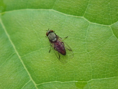Agathomyia vernalis