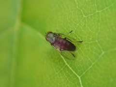 Agathomyia vernalis