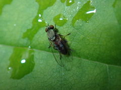 Agathomyia vernalis