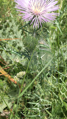 Galactites tomentosus