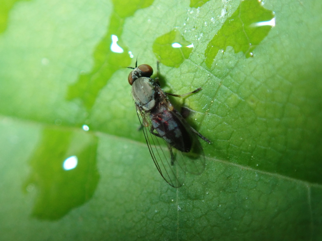 Agathomyia vernalis
