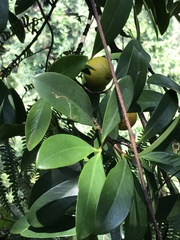 Garcinia oblongifolia