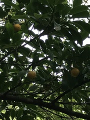 Garcinia oblongifolia