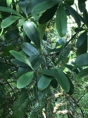 Garcinia oblongifolia