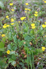 Potentilla gelida