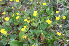 Potentilla gelida