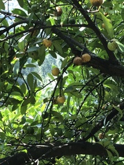 Garcinia oblongifolia