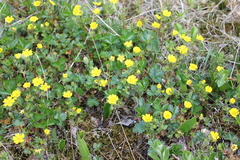 Potentilla gelida