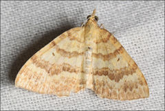 Chrysolarentia correlata