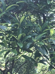 Garcinia oblongifolia