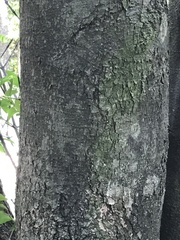 Garcinia oblongifolia