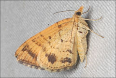 Chrysolarentia