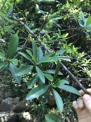 Garcinia oblongifolia