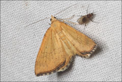 Chrysolarentia