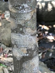 Garcinia oblongifolia