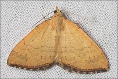 Chrysolarentia