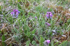 Oxytropis alpina