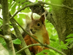 Sciurus vulgaris