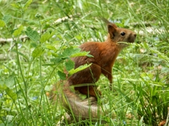 Sciurus vulgaris