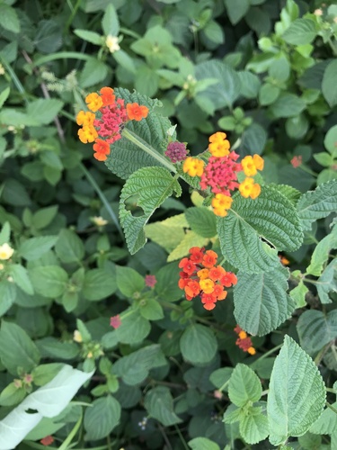 common lantana