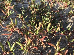 Suaeda australis