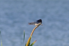 Hirundo rustica