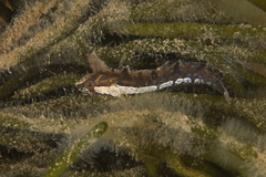Kuiters Weedfish photo 4