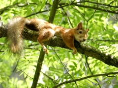 Sciurus vulgaris