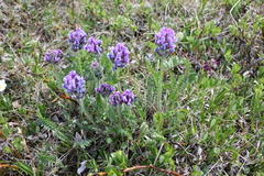 Oxytropis alpina