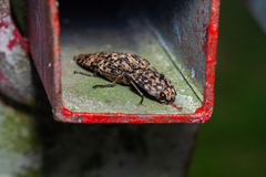 Cryptalaus sordidus