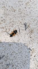 Harmonia axyridis