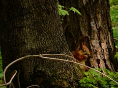 Sciurus vulgaris