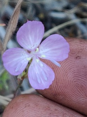 Clarkia lewisii