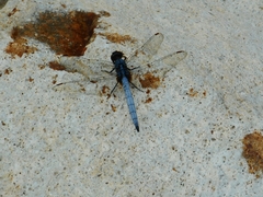 Orthetrum glaucum