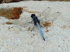 Orthetrum glaucum