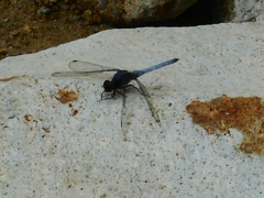 Orthetrum glaucum