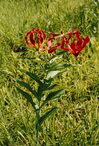 Gloriosa superba image