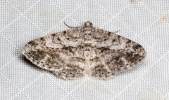 Psilalcis isombra