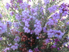 Erica scabriuscula