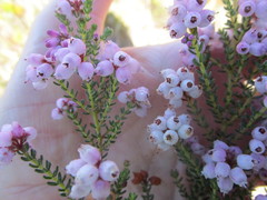 Erica scabriuscula