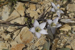 Gentianella hieronymi